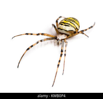 Wasp spider, Argiope bruennichi, isolato su bianco Foto Stock