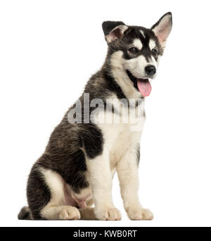 Husky malamute cucciolo seduta, ansimando, isolato su bianco Foto Stock