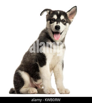 Husky malamute cucciolo seduta, ansimando, isolato su bianco Foto Stock