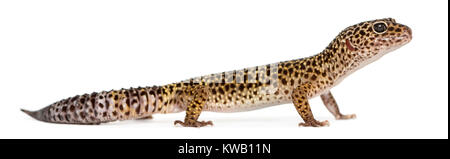 Vista laterale di un Leopard gecko standing, Eublepharis macularius, isolato su bianco Foto Stock