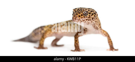 Leopard gecko in piedi, guardando la telecamera, Eublepharis macularius, isolato su bianco Foto Stock