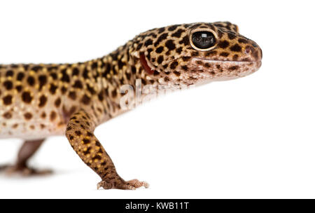 Close-up di un Leopard gecko il profilo, Eublepharis macularius, isolato su bianco Foto Stock