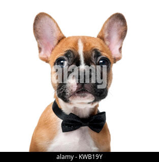 Bulldog francese cucciolo indossando un bow tie davanti a uno sfondo bianco Foto Stock