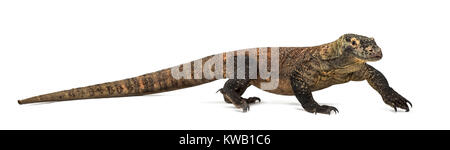 Drago di Komodo passeggiate, isolato su bianco (4 anni) Foto Stock