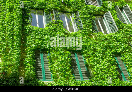 Finestra sul vecchio edificio in Roma, coperta da edera. Foto Stock