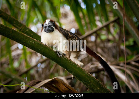 Panama fauna selvatica con un Tamarin Geoffroy, Saguinus geoffroyi, nella foresta pluviale su un'isola nel Lago Gatun, Soberania Parco Nazionale, Panama. Foto Stock