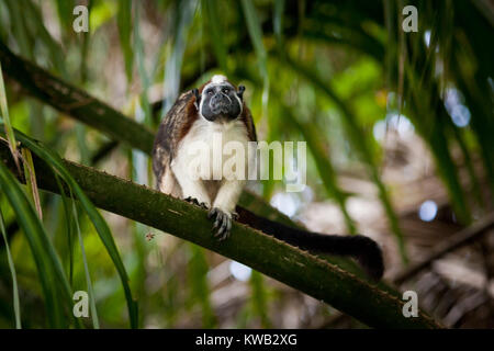 Panama fauna selvatica con un Tamarin Geoffroy, Saguinus geoffroyi, nella foresta pluviale su un'isola nel Lago Gatun, Soberania Parco Nazionale, Panama. Foto Stock