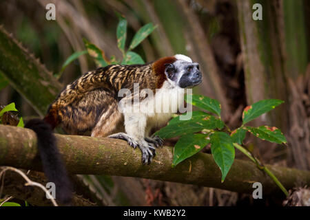 Panama fauna selvatica con un Tamarin Geoffroy, Saguinus geoffroyi, nella foresta pluviale su un'isola nel Lago Gatun, Soberania Parco Nazionale, Panama. Foto Stock