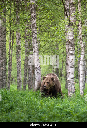 Eurasian orso bruno, Finlandia