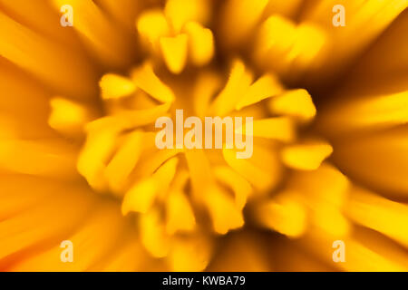 In prossimità di una apertura gemma di un giallo fiore di Gerbera Foto Stock
