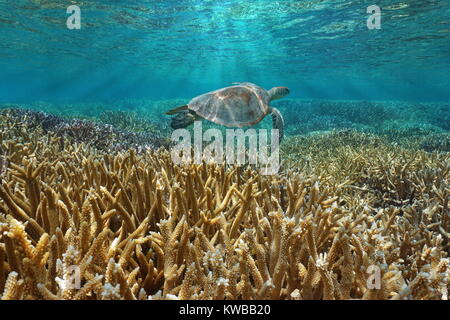 Coral reef subacquei con una tartaruga verde nuota tra superficie di acqua e coralli, oceano pacifico, Nuova Caledonia, Oceania Foto Stock