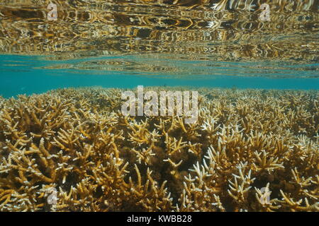 Coralli riflessa sotto la superficie dell'acqua nella laguna di Tahiti, Punaauia, oceano pacifico del sud, Polinesia francese, Oceania Foto Stock