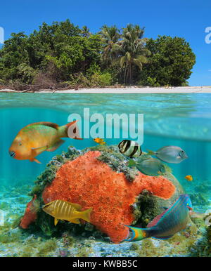 La vista suddivisa sopra e sotto l'acqua nei pressi di una spiaggia tropicale shore con pesci colorati di rosso e un spugna incrostante subacquea, Mar dei Caraibi Foto Stock