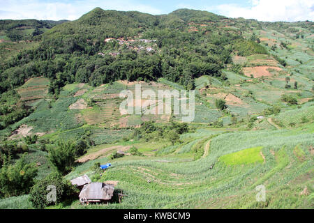 La canna da zucchero e le piantagioni di tè in valle. Yunnan in Cina Foto Stock