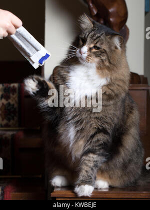 Gatto Siberiano cercando di catturare un pacchetto di cibo. Foto Stock