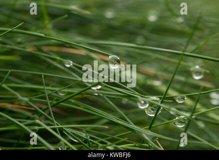 Coperti di rugiada erba Foto Stock