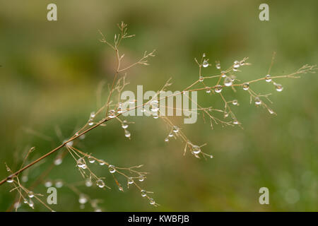 Coperti di rugiada erba Foto Stock