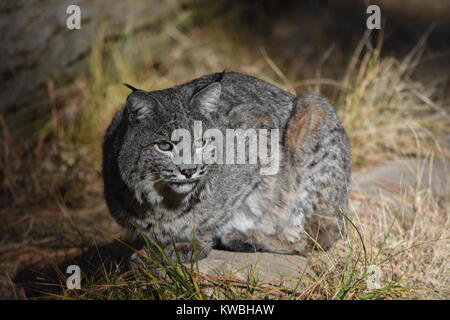 Un bobcat a godersi il sole e una passeggiata intorno al campo. Abbassare i pini campeggio, Yosemite, CA. Foto Stock