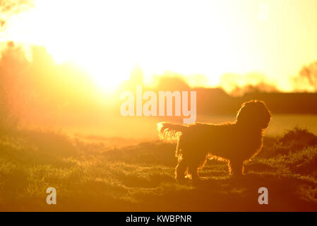 Lavorando cocker spaniel con sole invernale Foto Stock