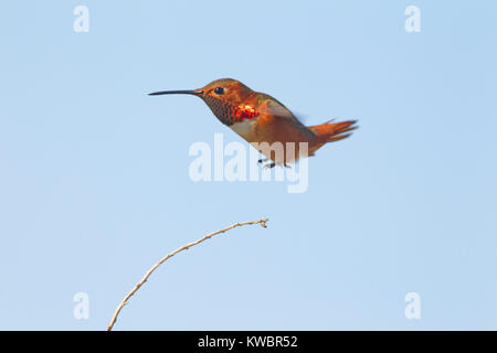 Allen Hummingbird maschio Foto Stock