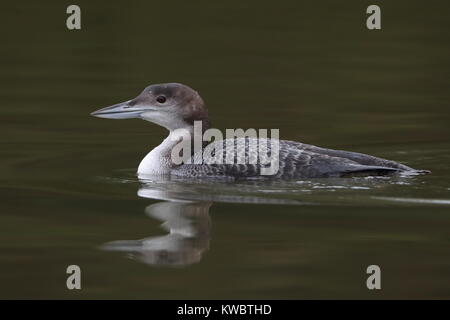 I capretti Great Northern Diver Foto Stock