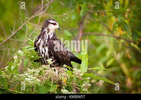 Lumaca immaturi Kite, sci.name; Rostrhamus sociabilis, accanto al Lago Gatun, parco nazionale di Soberania, Repubblica di Panama. Foto Stock