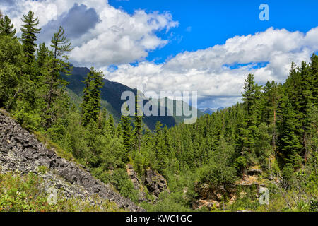 Piste di dark taiga di conifere in luglio. Siberian montagne. Oriente Sayan. La Russia Foto Stock