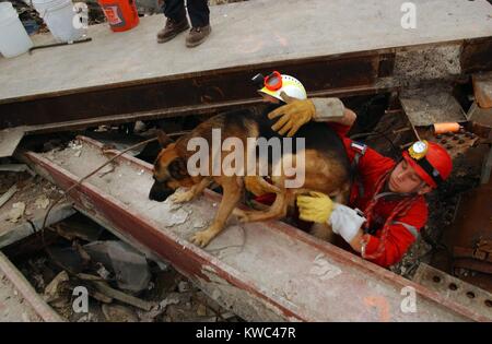 Un canino rescue il lavoratore e il suo gestore emergono dal cumulo di macerie da Ground Zero. Al 21 settembre 2001. World Trade Center di New York City, dopo l'11 settembre 2001 attacchi terroristici. (BSLOC 2015 2 103) Foto Stock