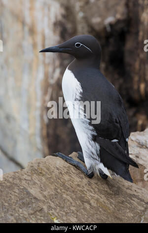 Murre comune (Uria aalge), imbrigliato adulto in piedi su una roccia Foto Stock