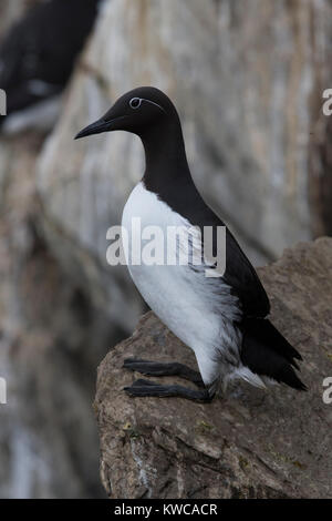 Murre comune (Uria aalge), imbrigliato adulto in piedi su una roccia Foto Stock