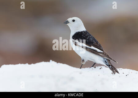 Snow Bunting (Plectrophenax nivalis), adulto in piedi sulla neve Foto Stock