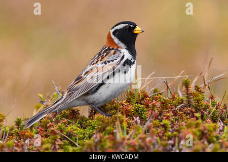 Lapland Longspur (Calcarius lapponicus), maschio adulto in piedi sul suolo Foto Stock