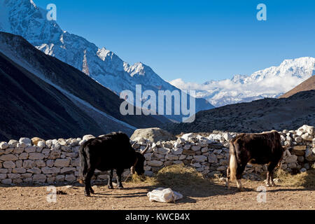 Himalaya, Nepal, Nov 2017 -Dingboche village 4000 m sopra il livello del mare nel Parco di Sagarmatha sulla strada per il Monte Everest Base Foto Stock