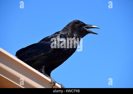 Una cornacchia, rook, raven caws su un tetto, page Arizona USA Foto Stock