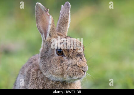 Vista frontale ravvicinata di un regno unito di testa di coniglio (oryctolagus cuniculus) isolato all aperto con feriti, strappata orecchio. British mammiferi selvaggi. Foto Stock