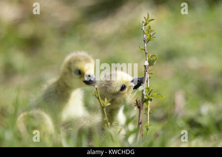 Primo piano di due morbidi pulcini di gosling del canada (Branta canadensis) esplorando insieme nell'erba primaverile, nibbling foglie di ramoscello. Foto Stock