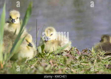 Primo piano di soffici pulcini selvatici Canada gosling (Branta canadensis) sull'erba di fiume sul bordo dell'acqua. Il pulcino a sinistra fissa comicamente l'obiettivo della fotocamera. Foto Stock