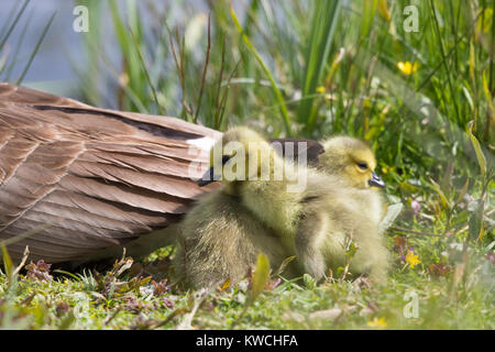 Dettagliato, paesaggio vicino di due giovanissimi, roverella goslings selvatici snuggling insieme dietro la mamma sulla banca erbosa a bordo d'acqua godendo del sole. Regno Unito Foto Stock