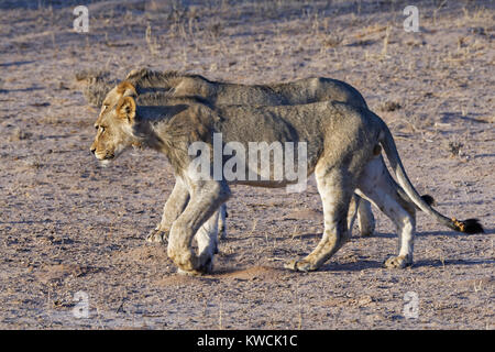 Leoni africani (Panthera leo), due giovani maschi Camminando fianco a fianco, luce della sera, Kgalagadi Parco transfrontaliero, Northern Cape, Sud Africa e Africa Foto Stock