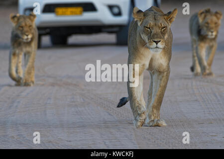 Leoni africani (Panthera leo), leonessa con due giovani maschi a camminare su una strada sterrata, Kgalagadi Parco transfrontaliero, Northern Cape, Sud Africa e Africa Foto Stock