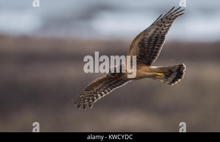 Femmina di Northern Harrier in volo Foto Stock