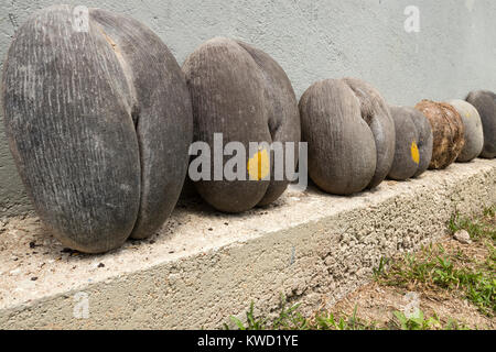 Da cocco Coco de Mer (Lodoicea maldivica), mare noce di cocco, Double noce di cocco, Fond Ferdinand Riserva Naturale, Praslin, Seicelle Foto Stock