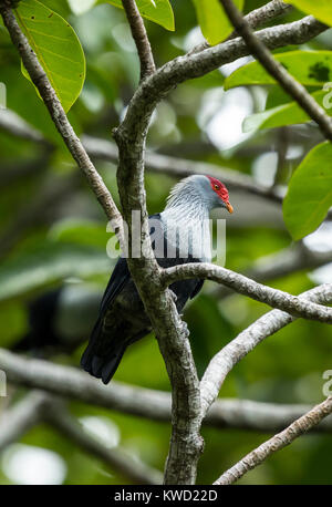 Seychelles Blue-Pigeon (Alectroenas pulcherrimus) (Alectroenas pulcherrima), piccioni e colombe (Columbidi), Seychelles Piccione blu Foto Stock