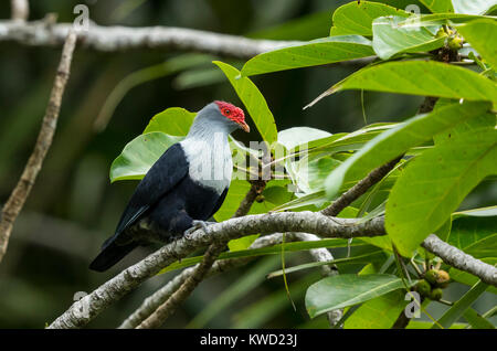 Seychelles Blue-Pigeon (Alectroenas pulcherrimus) (Alectroenas pulcherrima), piccioni e colombe (Columbidi), Seychelles Piccione blu Foto Stock