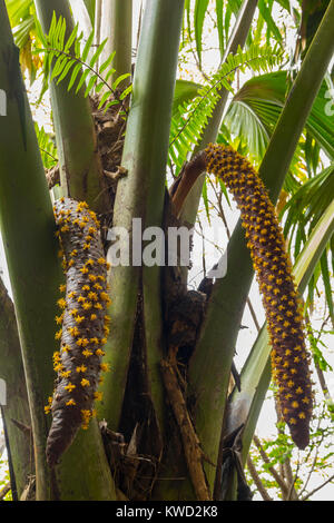 Il Coco de Mer (Lodoicea maldivica) albero maschio, mare noce di cocco, Double noce di cocco, Fond Ferdinand Riserva Naturale, Praslin, Seicelle Foto Stock