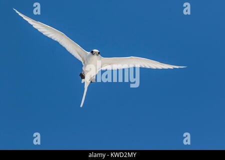 White-tailed Tropicbird (Phaethon lepturus), Whitetailed Tropicbird, Long-tailed Tropicbird, Tropicbirds (Phaethontidae) Foto Stock