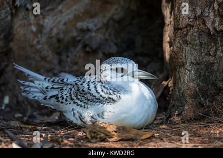 I capretti bianco-tailed Tropicbird (Phaethon lepturus), Whitetailed Tropicbird, Long-tailed Tropicbird, Tropicbirds (Phaethontidae) Foto Stock