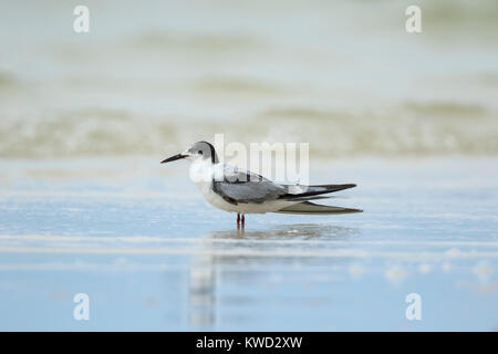 Bianco-cheeked Tern (sterna repressa), non-allevamento piumaggio, vista laterale Foto Stock