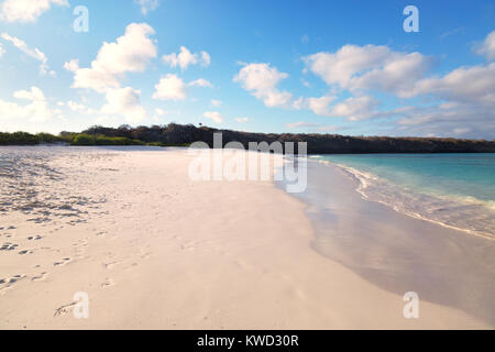 Gardner Bay beach, all'Isola Espanola, cofano ( isola ), Isole Galapagos, Ecuador America del Sud Foto Stock