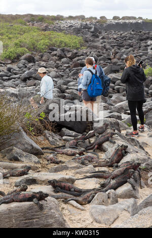 I turisti a piedi attorno a un gruppo di iguane marine, all'Isola Espanola, Isole Galapagos, Ecuador America del Sud Foto Stock